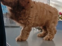 Anne altından 2 aylık erkek toy poodle