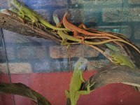 Lime İguana