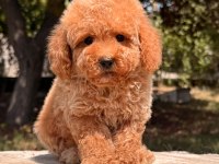 Toy Poodle ev bebekleri