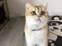 British Golden Longhair Erkek