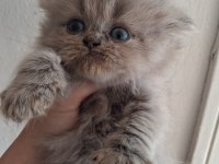 Blue Golden British Longhair Yavrular