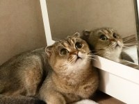 Scottish fold golen NY25 dişi