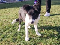 Border collie yavru