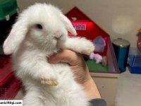 Mini Lop Tavşanı Çiftliği - Her İle Gönderim!