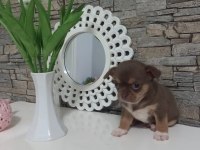 DEĞERİNİ BİLENE LİLAC TAN ELMA KAFA KÜT BURUN TEACUP ŞİVAVA