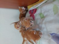 Minnoş kedilere acil kalıcı yuva