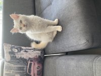 Mavi gözlü yakışıklı oğlum yeni sahibini arıyor chinchilla