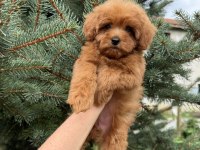 Kg Garantili Micro Teacup Red Maltipoo