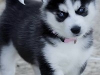 Sibirya Kurdu Köpeği