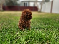 Toy poodle yavrularımız uygun değildir