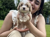 Şeker Küpü Maltipoo Köpekler