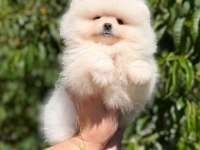SAĞLIK VE IRK GARANTİLİ POMERANİAN BOO