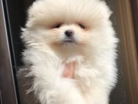 2.5 aylık 2 dişi Pomeranian boo üst kalite