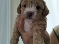23 mayıs doğumlu maltipoo yavrularımız