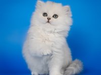 British Longhair Yavrular Evinizin Neşesi Olacaktır