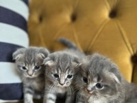 YAVRU SCOTTİSH FOLD KEDİLER