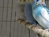 Muhabbet kuşlar