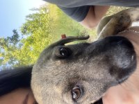 Köpeğim cesur