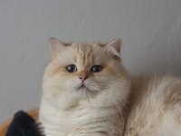 Safkan şampiyon şecereli british longhair