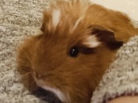 2,5 aylık erkek peru guinea pig bütün eşyaları ile