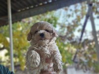 Bizimle tanışmadan karar vermeyin maltipoo