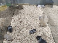 Gonzalez Özel Renk Hamster