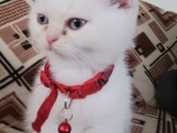 Ücretli sahiplendirme scottish fold blue point