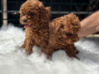 Ankaranın en seçkin toy poodle yavruları