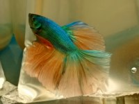 Betta Balığı