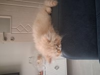 2 aylık Persian İran Kedimiz