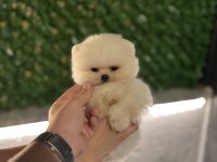 Ziyarete Açık Pomeranian Yavrularımız