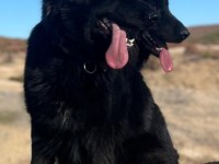 SOLİD BLACK SİYAH ALMAN ÇOBAN KÖPEĞİ