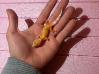 Leopard gecko garantili morph