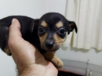 Bebek minyatür pinscher