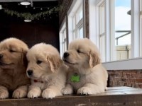 Golden Retriever Yavrular İçin Ulaşabilirsiniz