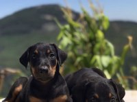 A SCR ANNE BABADAN DOBERMAN YAVRULARI