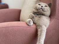 British shorthair