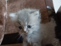 British longhair uygun puanlı