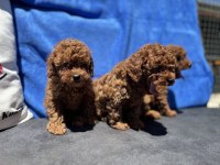 Show kalite redbrown kore toy poodle yavrularımız