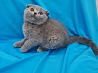 Scottish fold yavrular sahibinden