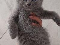 Scottish fold yavrularımız sahiplendirilecektir