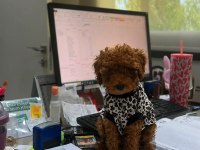 Garantili Tertemiz Ev Üretimi Toy Poodle