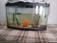 Akvaryum Isıtıcı Motor Ve Balıklar İle Set Halinde