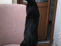 BOMBAY KEDİSİ BELLA YENİ YUVASINI ARIYOR