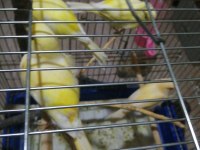 3 erkek kanarya malinua