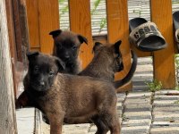 Safkan üst düzey malinois bebekler