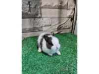 ORJİNAL HOLLANDA CÜCE TAVŞANLARI FULL SET VE KAPIDA ÖDEME