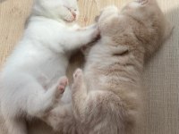 3 güzel yavrum var ücretli sahiplendirilecektir