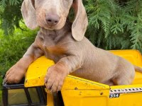 BİR ÇOK SEÇENEK İLE DACHSHUND BEBEKLER ÇİFTLİĞİMİZ