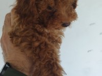 Safkan Red Brown Toy ve Kore Poodle Yavrular - Üst Kalite